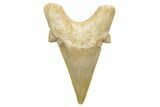 Fossil Shark Tooth (Otodus) - Morocco #226901-1